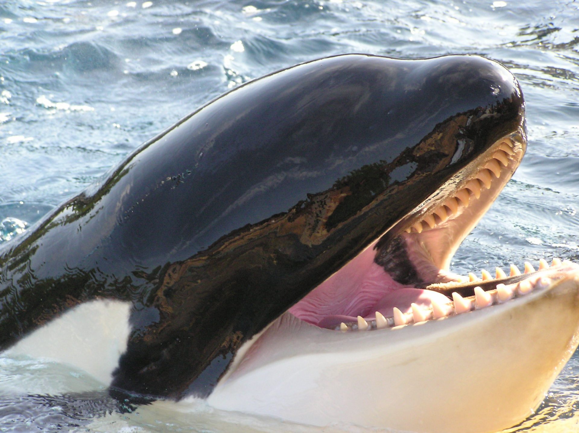 Усатые киты виды. Зубатые киты касатки. Кит Касатка зубы. Кашалот это зубатый кит. Зубы касатки.